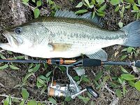 Трофейный басс и спиннинг до 8 грамм