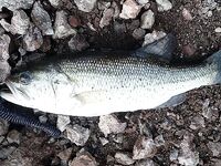 Трофейный басс и спиннинг до 8 грамм