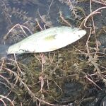 Барракуда на Кипре: волны, перчатки и форелевые блесны