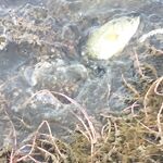 Барракуда на Кипре: волны, перчатки и форелевые блесны