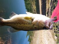 Канавью, пес-гость и четыре поклёвки подряд