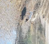 Канавью, пес-гость и четыре поклёвки подряд