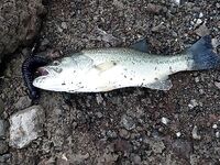 Кипрский басс: размер имеет значение