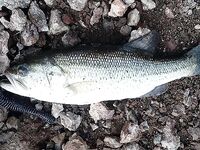 Кипрский басс: размер имеет значение