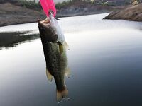 Запад Канавью и дельфин-басс на поппер Гарри