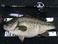 Сколько весит этот басс?