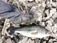 Басс под кустом и радость дня на Каннавью