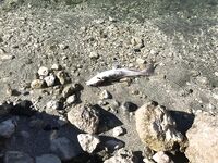 Неудача с рыбой, но удача с трофеем на Эврету