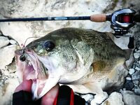 Осень на Пафосе и вспышки попперов