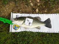 Чемпионат Кипра по бассу и четвёртое место