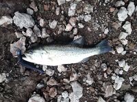 Ультралайт на Кипре: мелочь да радость