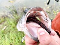 Эврету и апельсины с ветки: поездка удалась