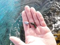 Айя-Напа, фугу и обкусанные клешни