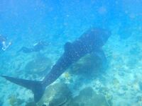 Про Кипр и карасиков с аквалангом