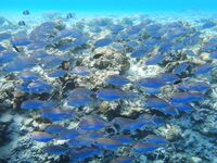 Про Кипр и карасиков с аквалангом