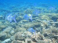 Про Кипр и карасиков с аквалангом