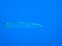 Про Кипр и карасиков с аквалангом