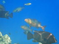 Про Кипр и карасиков с аквалангом