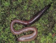 Выползок — любимая приманка окуня