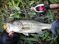 Басс в апреле: Пафос, Аспра и Курис