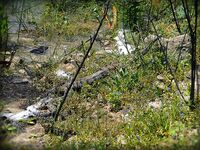 Басс в апреле: Пафос, Аспра и Курис