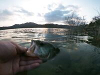 Декабрьский дубль: Гермасоя и Дипотамос