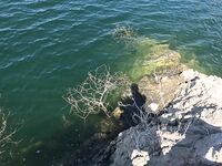 Утро на Канавью