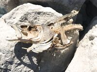 Вечерняя Эврету: салат и оранж