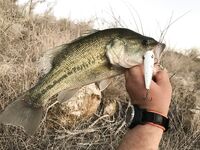 Попперное воскресенье и падение в кусты