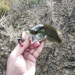 Октябрьская десятка: под 100 бассов!