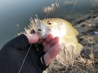 Октябрьская десятка: под 100 бассов!