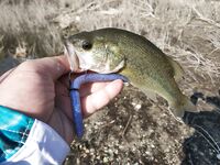 Октябрьская десятка: под 100 бассов!