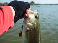 Первое знакомство с Кипром и бассом