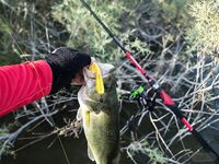Первое знакомство с Кипром и бассом