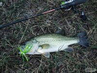 Первое знакомство с Кипром и бассом