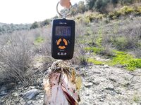 Неделя бассовых приключений: Эврету, Аспра, Канавью, Курис