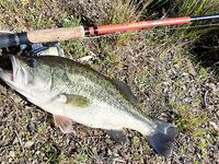 Весенний отчёт: басс проснулся