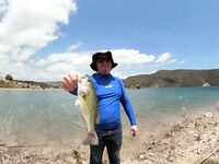 Курис оживает после перепадов