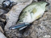 Kouris: охота за крупняком и спиннербейты Брылева