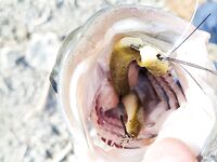 Итоги месячной поездки на Кипр