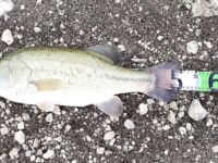 Самый крупный басс поездки