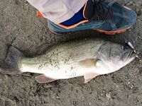 Limassol: ежедневная рыбалка и размер 47