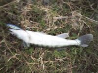 Кипр: вечер двадцати бассов