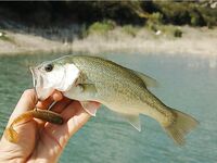 Первый басс на Гермасойе