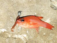 Первый басс на Гермасойе