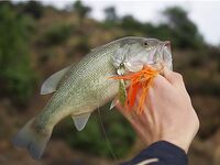 Первый басс на Гермасойе