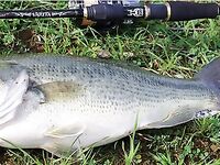 Первый басс на Гермасойе