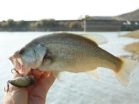 Первый басс на Гермасойе