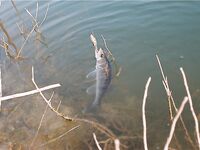 Первый басс на Гермасойе