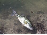 Кипр: дубль два